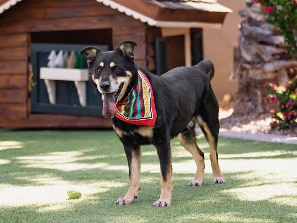 Enlarge Brandon, a Adopted mixed breed in Tucson, AZ image 2/2