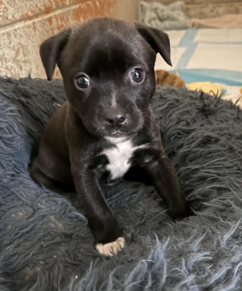 Petunia, Adoptable, Puppy Female Pit Bull Terrier & Mixed Breed.