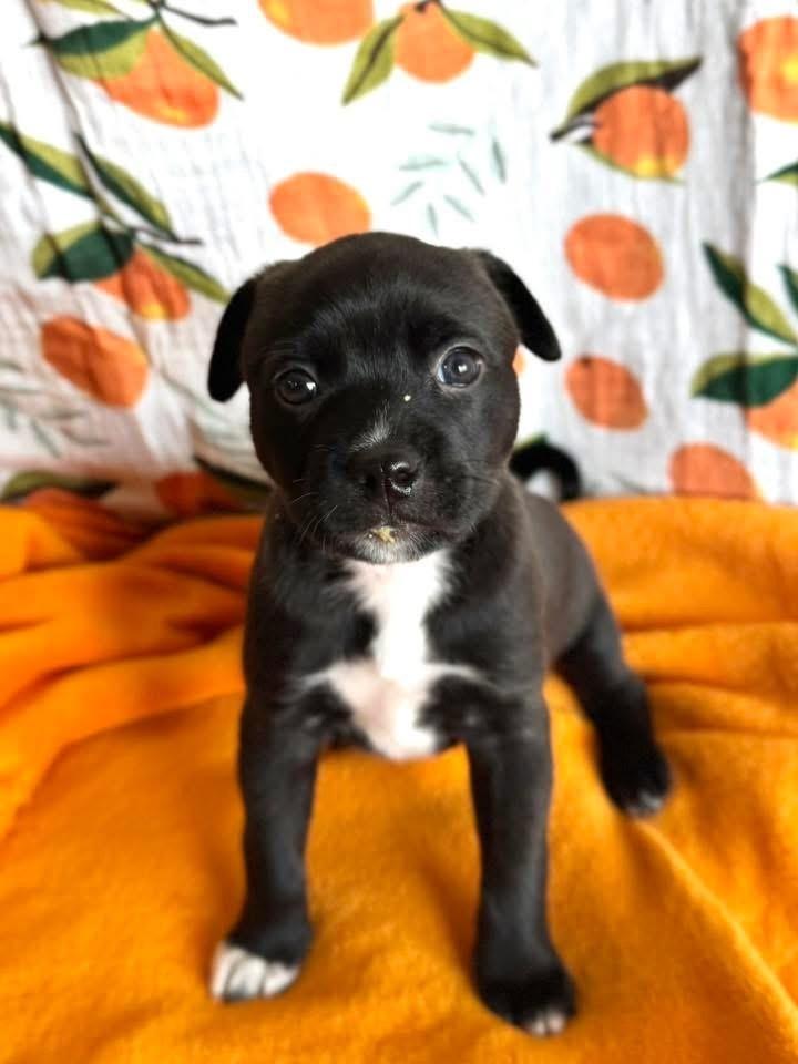 Enlarge Petunia, a Adoptable mixed breed in Warr Acres, OK image 2/6