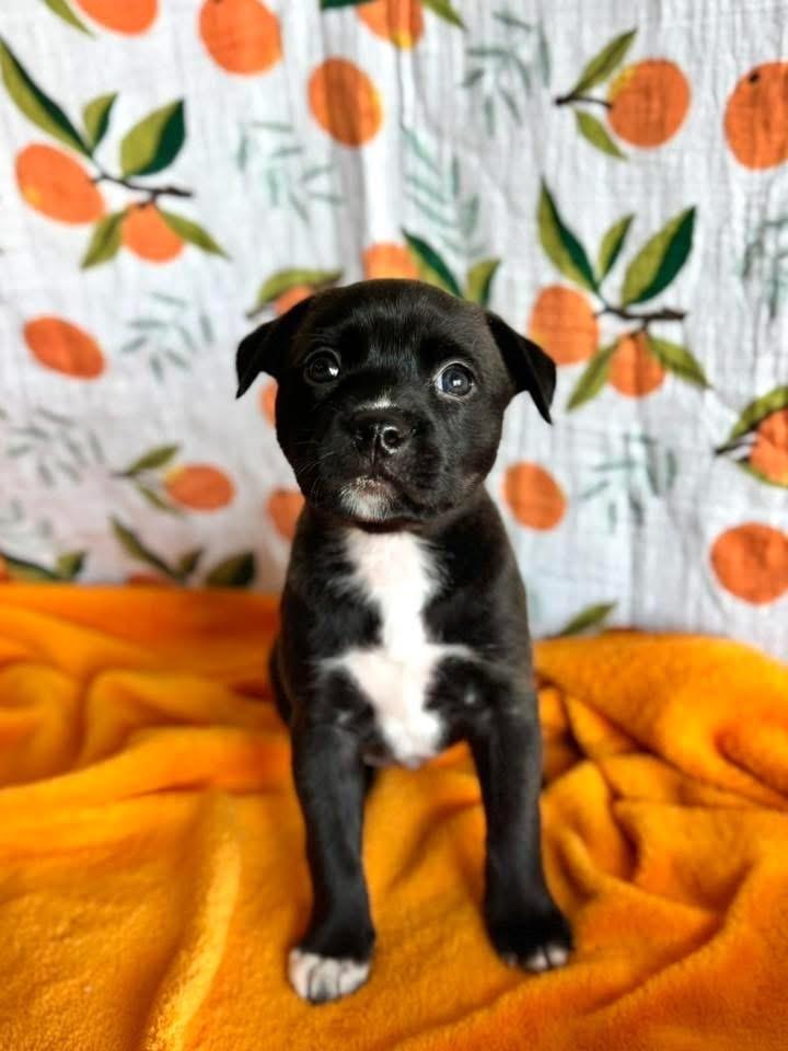 Enlarge Petunia, a Adoptable mixed breed in Warr Acres, OK image 3/6