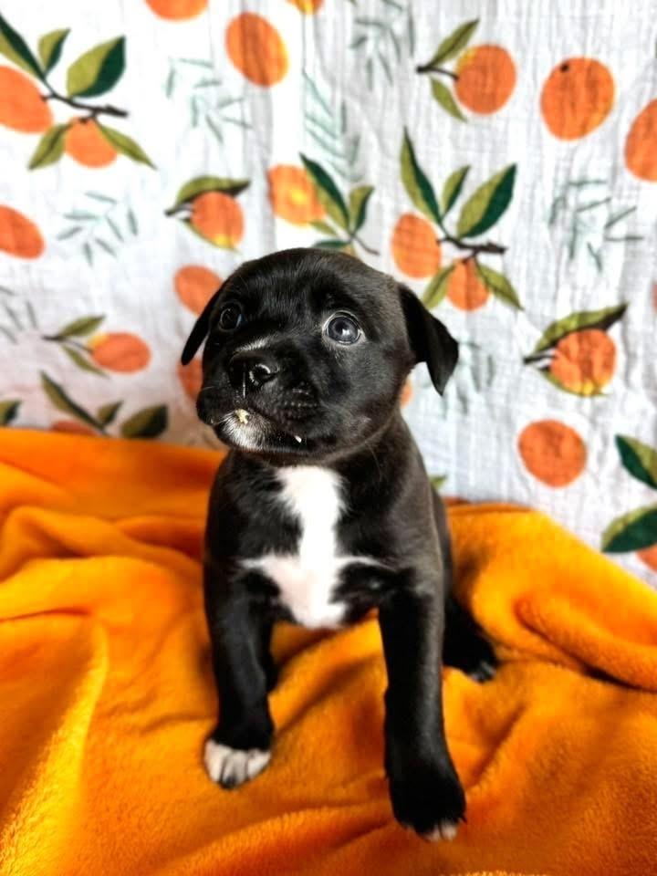 Enlarge Petunia, a Adoptable mixed breed in Warr Acres, OK image 4/6