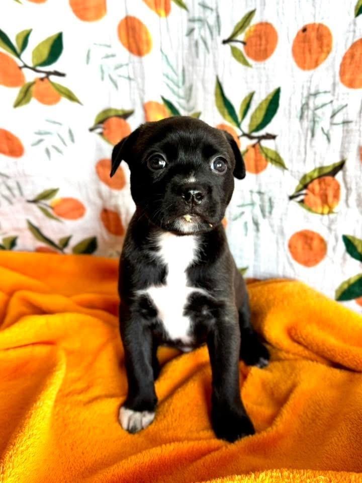 Enlarge Petunia, a Adoptable mixed breed in Warr Acres, OK image 5/6