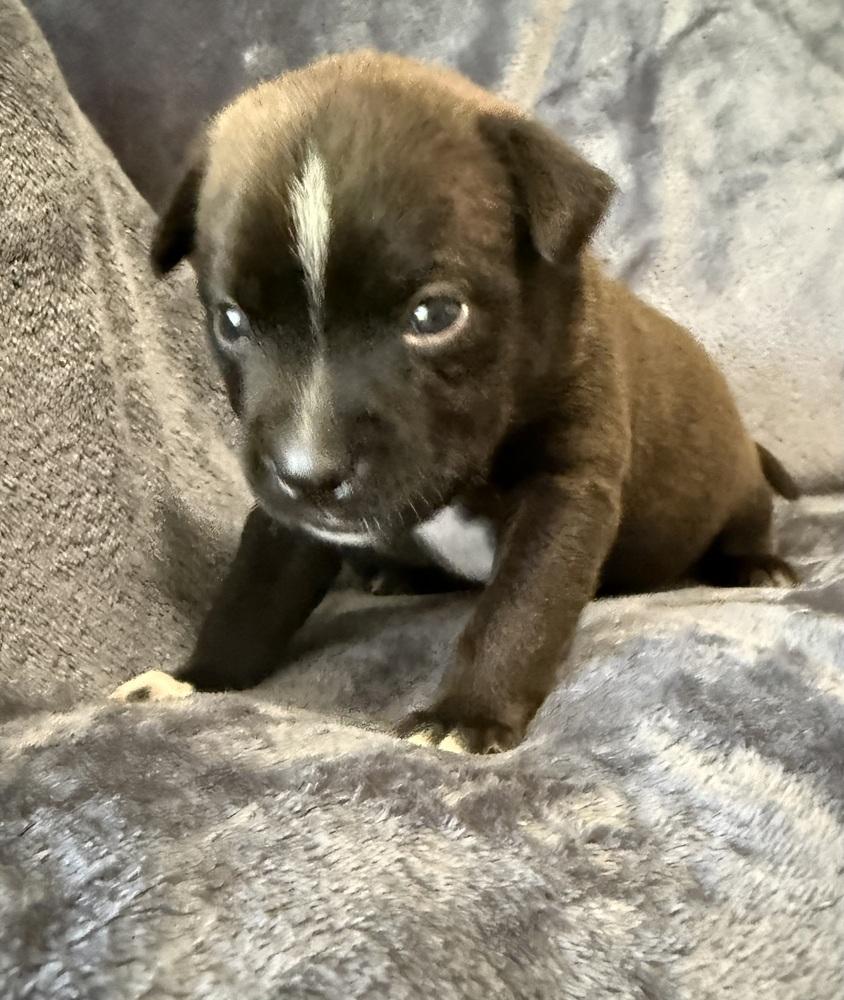 Enlarge Petunia, a Adoptable mixed breed in Warr Acres, OK image 6/6