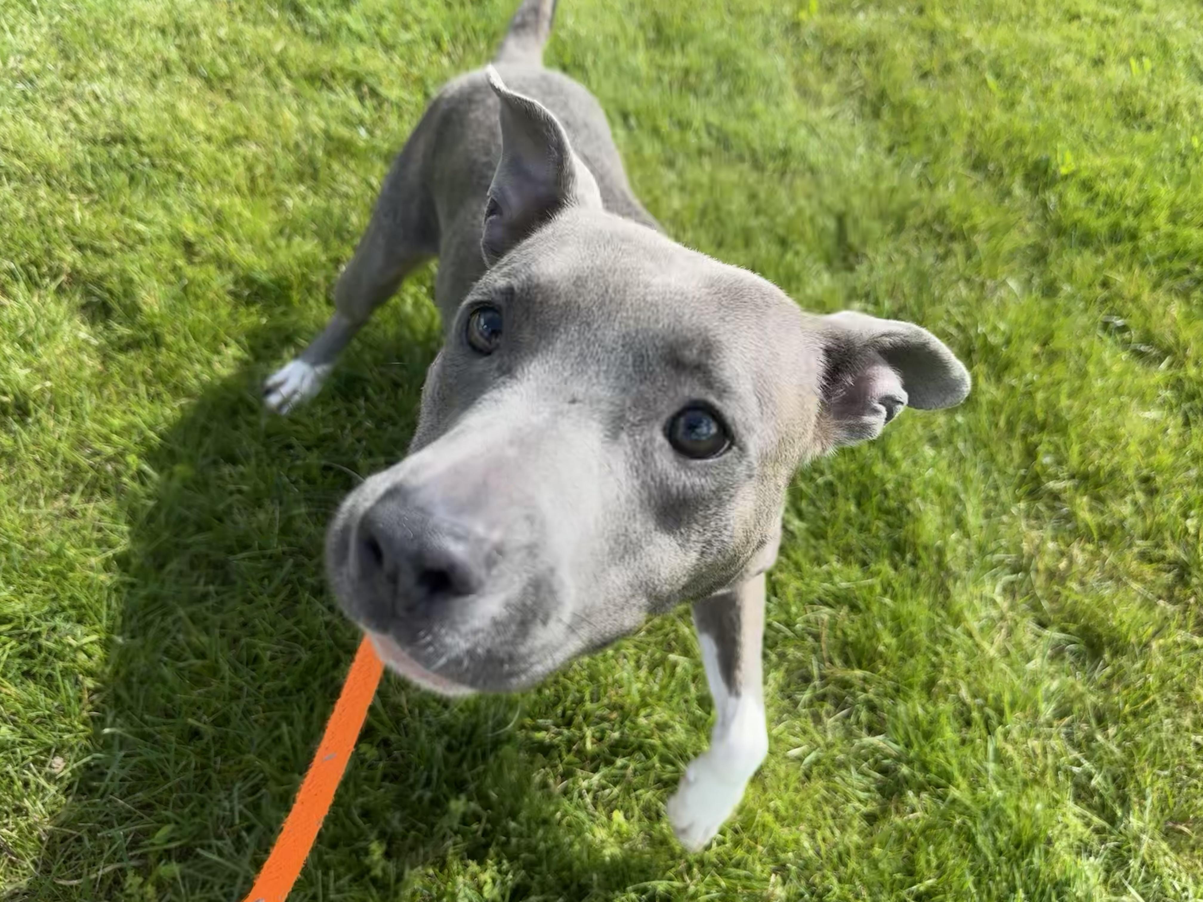 Enlarge Crystal, a ADOPTABLE mixed breed in Youngstown, OH image 4/4