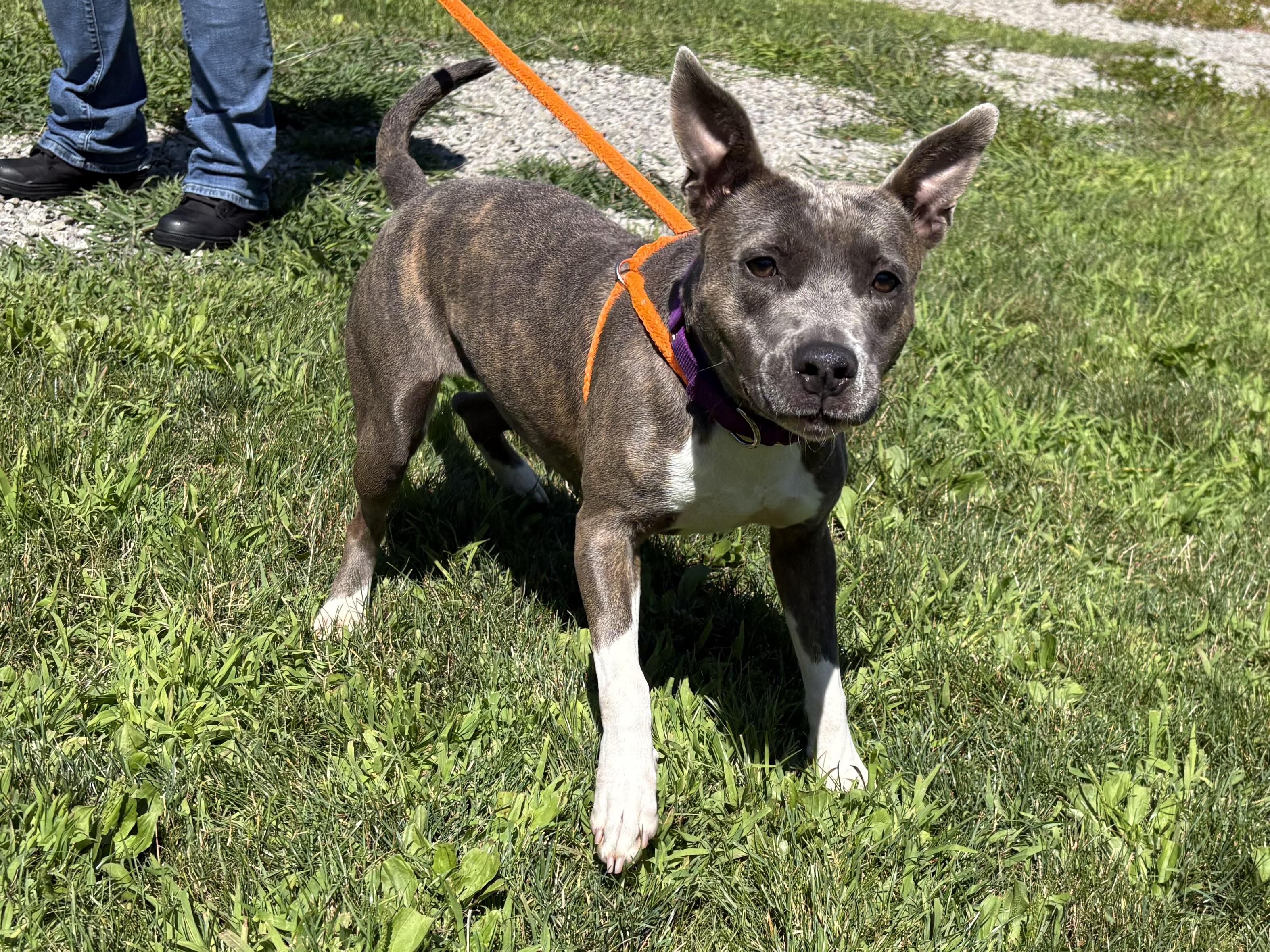 Enlarge Crystal, a ADOPTABLE mixed breed in Youngstown, OH image 2/4