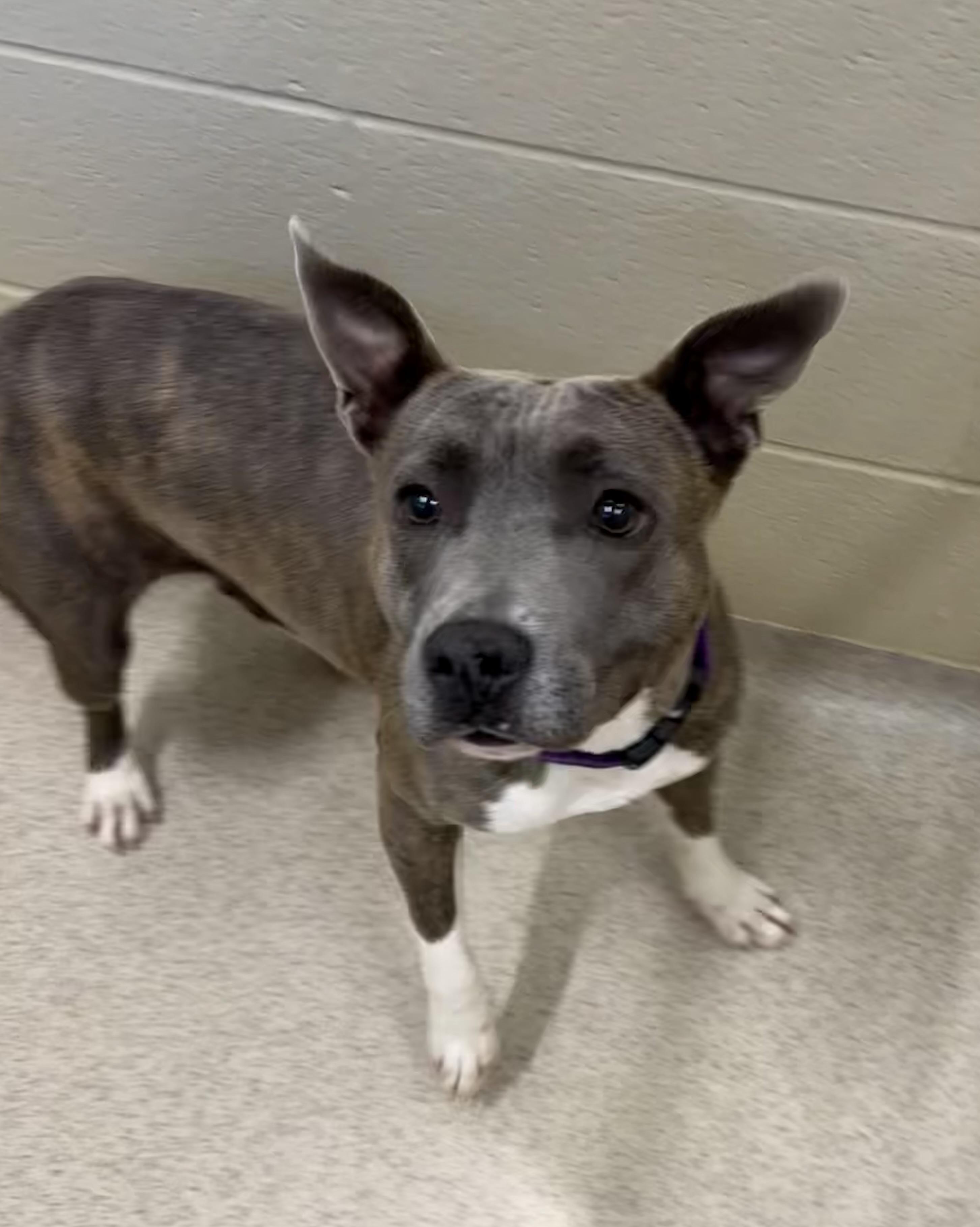 Crystal, ADOPTABLE, Young Female Pit Bull Terrier.