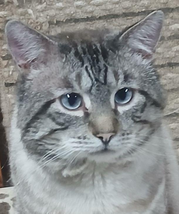 85253, ADOPTABLE, Adult Male Siamese.