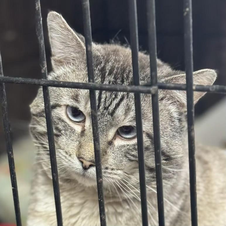 Enlarge 85253, a ADOPTABLE Siamese in Lees Summit, MO image 1/1
