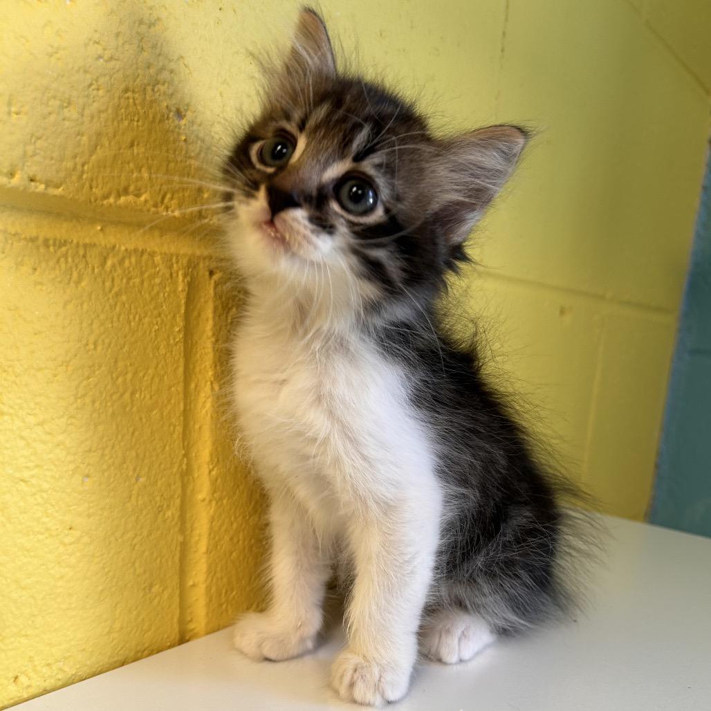 Bud, Adoptable, Kitten Male Domestic Medium Hair.