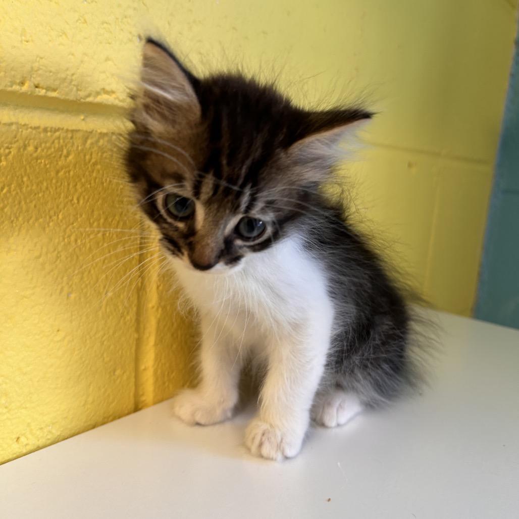 Enlarge Bud, a Adoptable Domestic Medium Hair in Roxboro, NC image 2/5