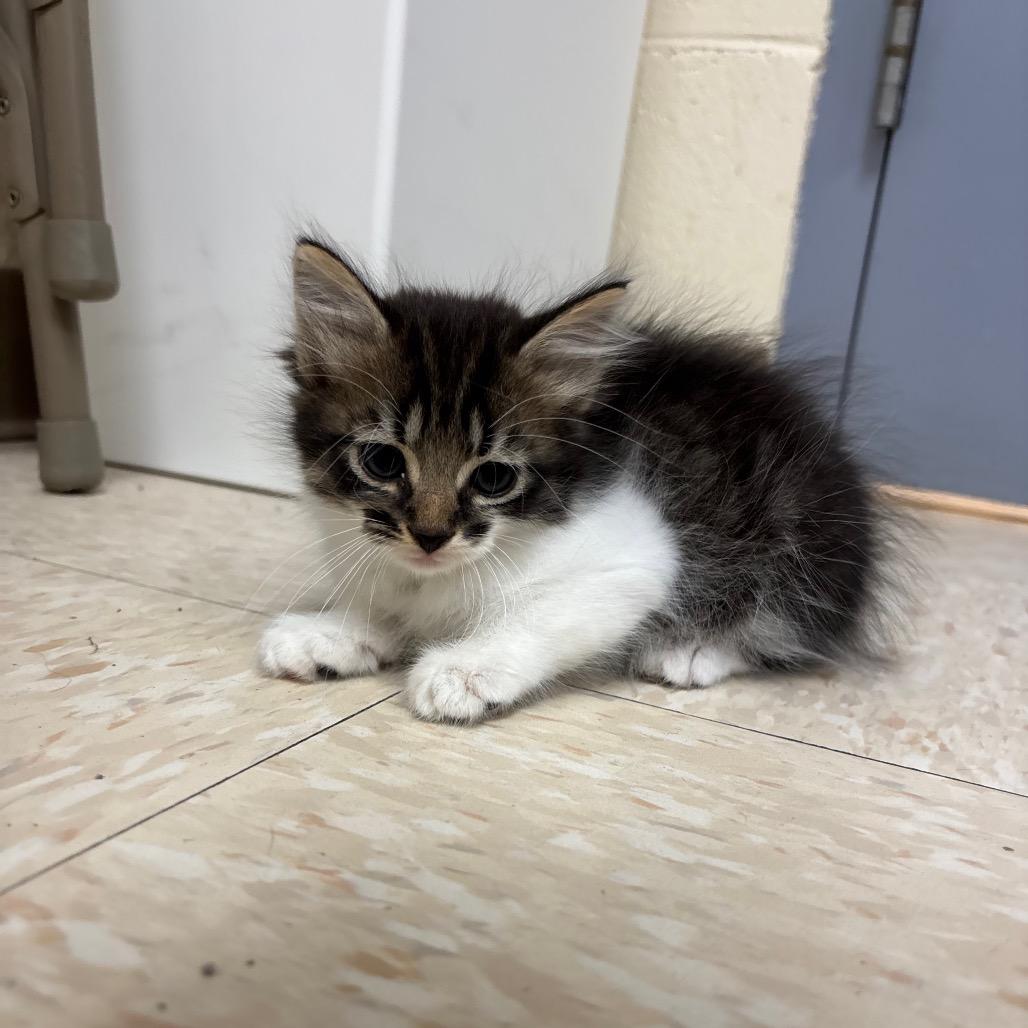 Enlarge Bud, a Adoptable Domestic Medium Hair in Roxboro, NC image 3/5