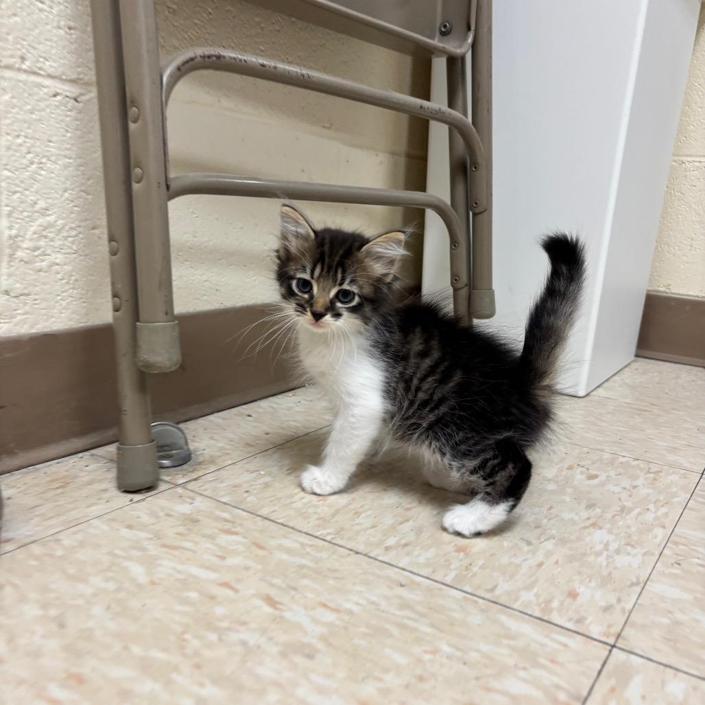 Enlarge Bud, a Adoptable Domestic Medium Hair in Roxboro, NC image 4/5