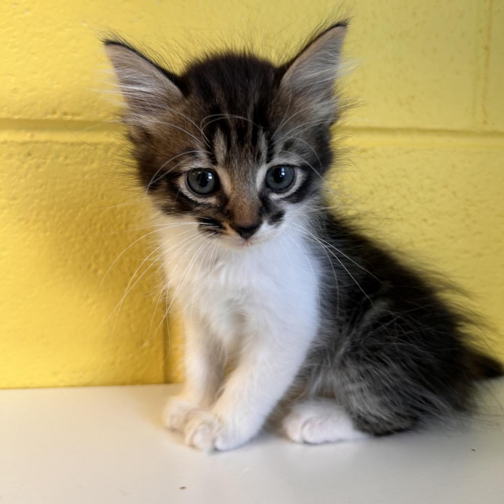 Enlarge Bud, a Adoptable Domestic Medium Hair in Roxboro, NC image 5/5