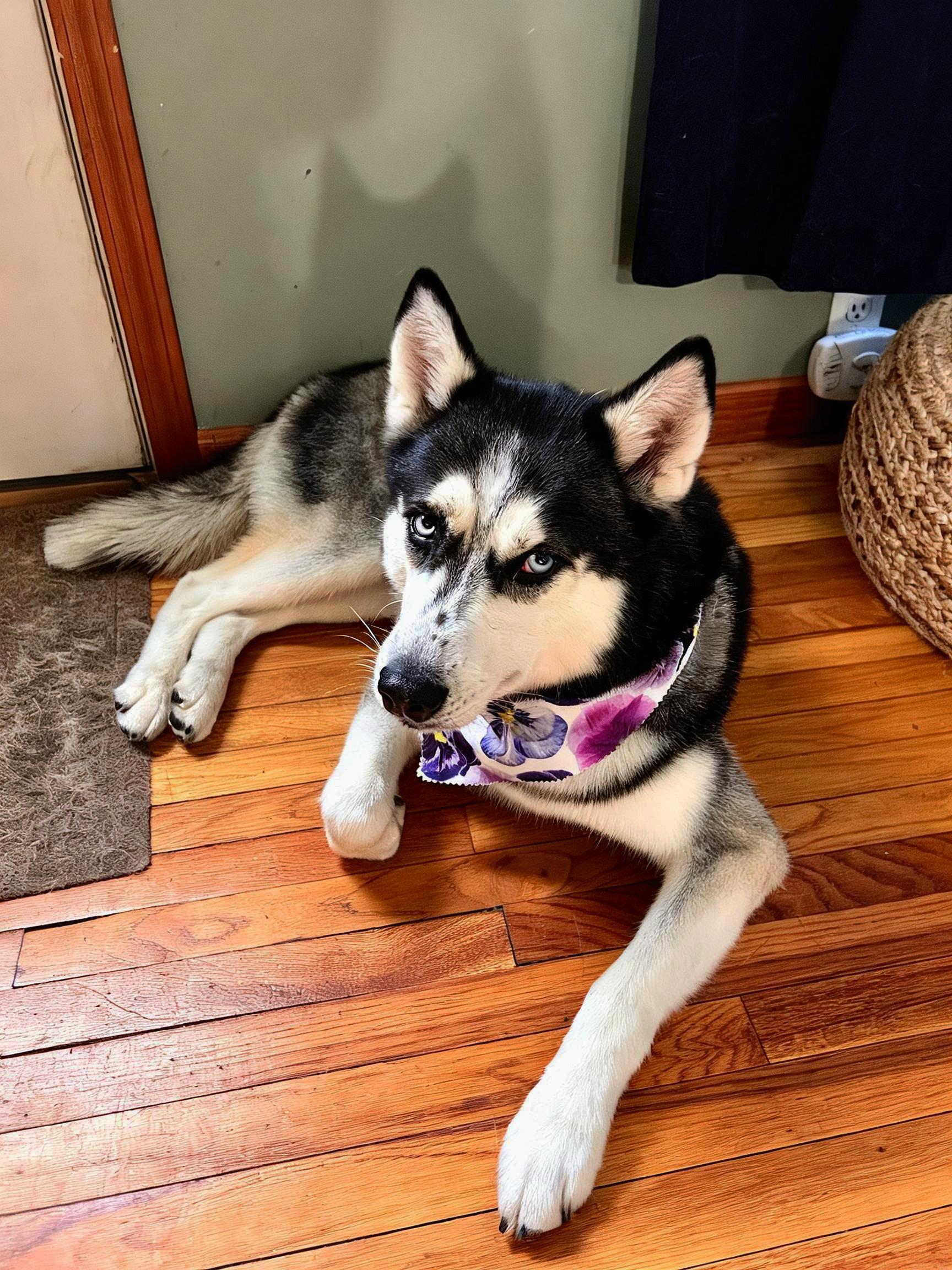 Enlarge Bonnie, a ADOPTABLE Siberian Husky in Lehigh Valley, PA image 2/3