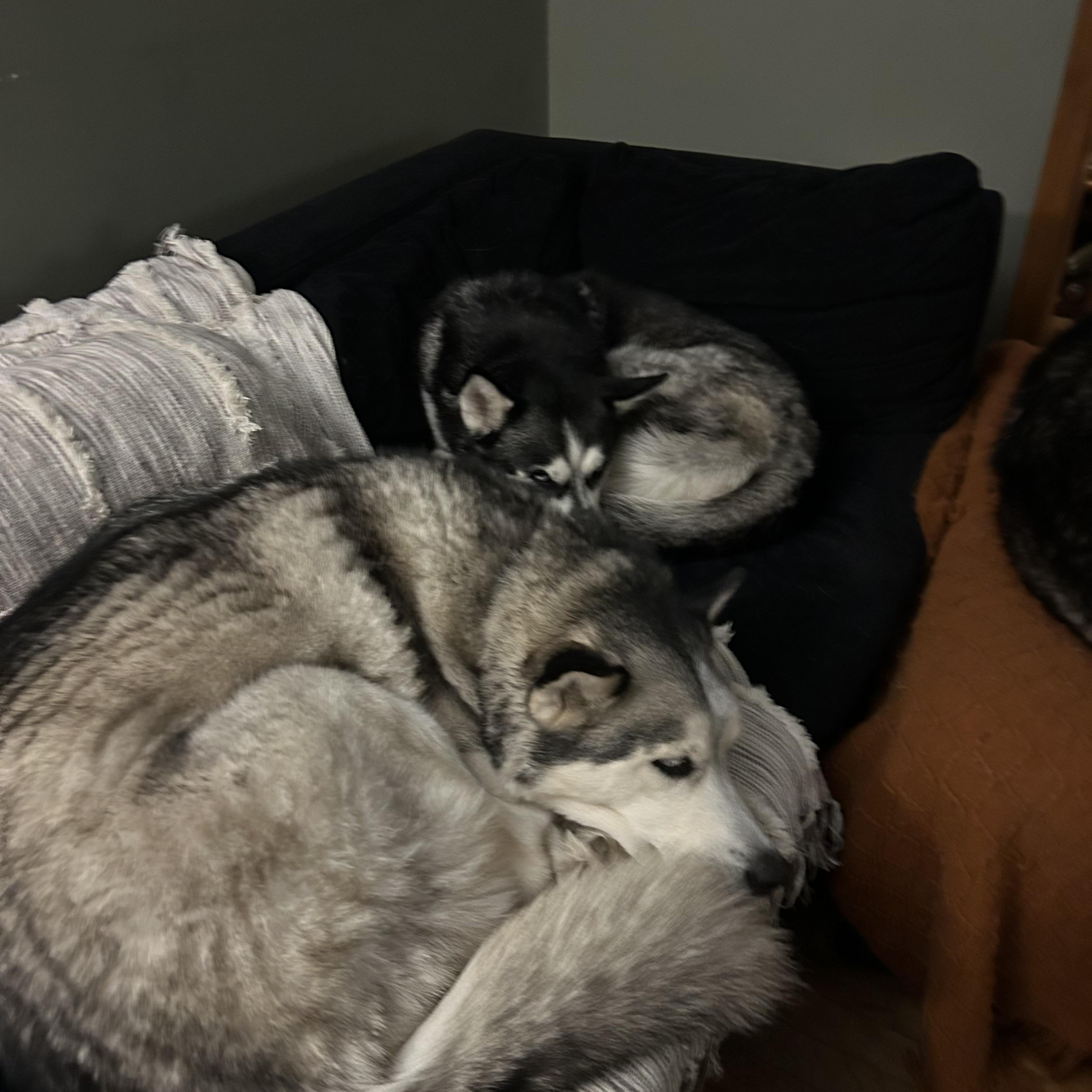 Enlarge Bonnie, a ADOPTABLE Siberian Husky in Lehigh Valley, PA image 3/3