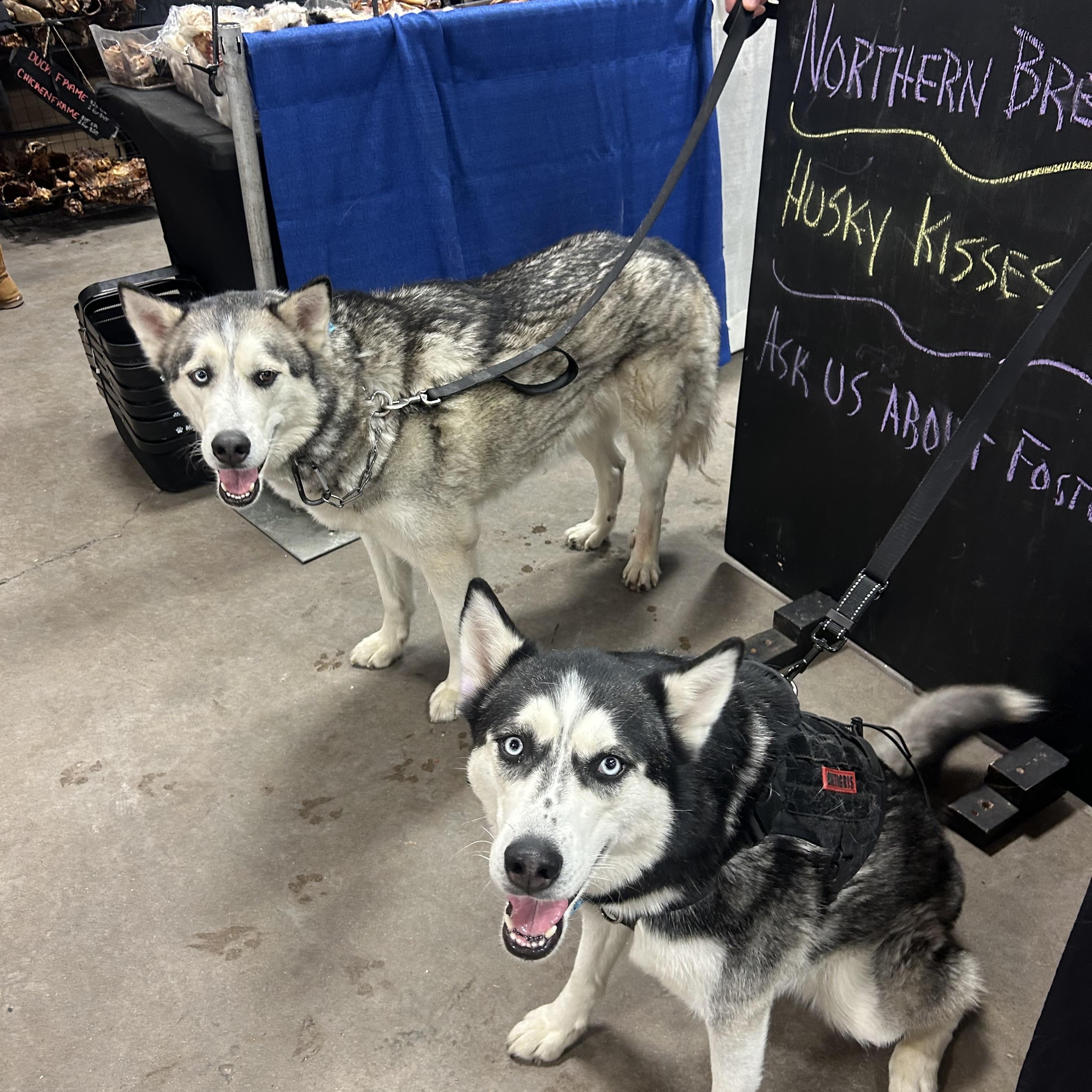 Enlarge Bonnie, a ADOPTABLE Siberian Husky in Lehigh Valley, PA image 2/3