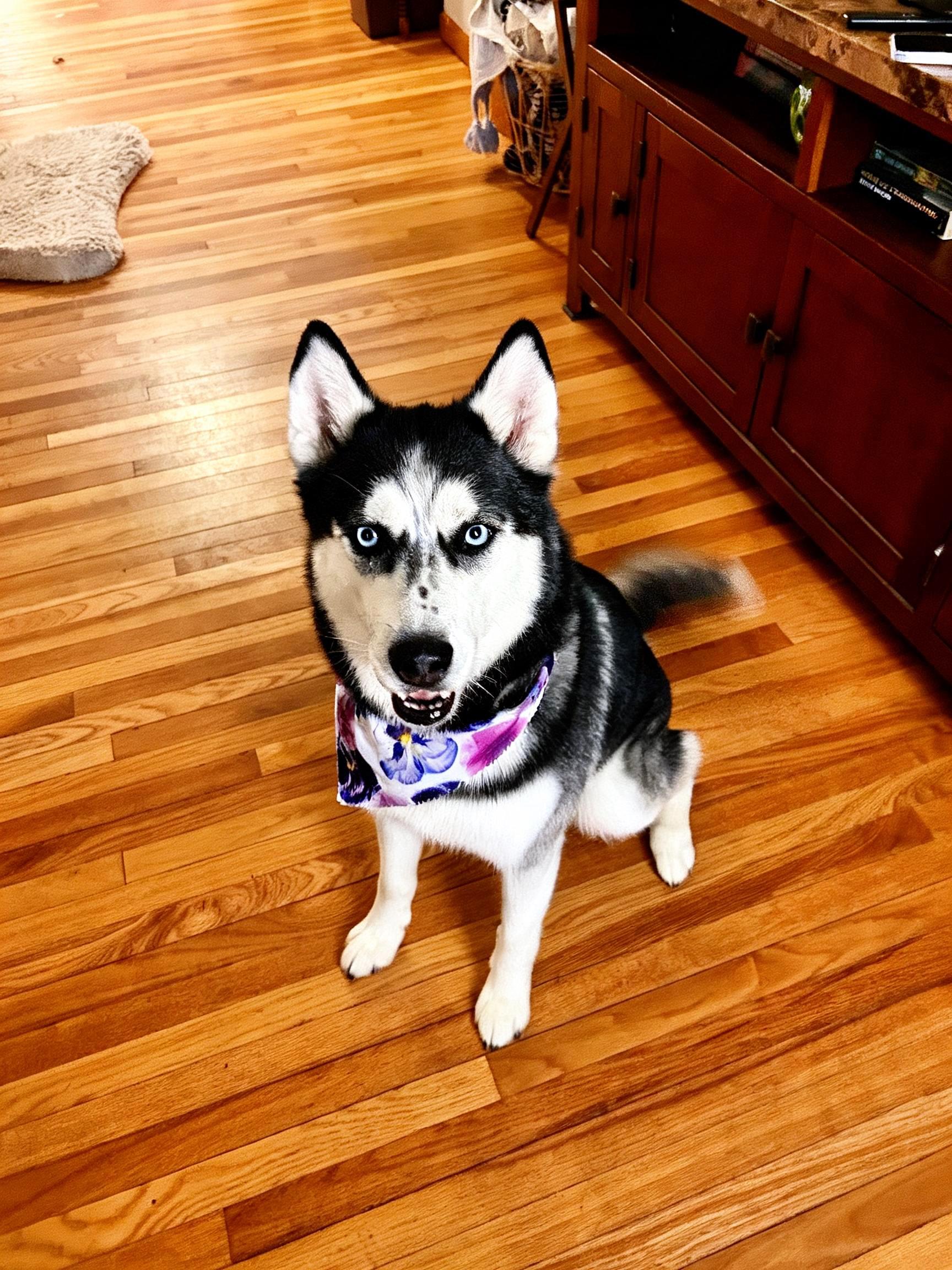 Enlarge Bonnie, a ADOPTABLE Siberian Husky in Lehigh Valley, PA image 1/3