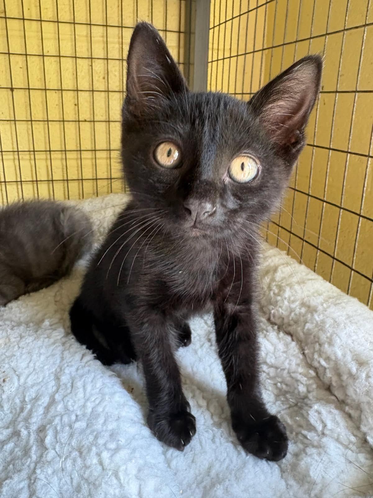 Enlarge Whiskeroni, a Adopted Domestic Short Hair in Crossville, TN image 1/1