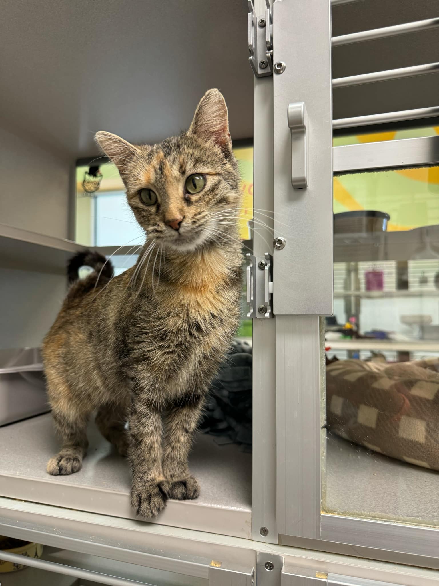 Cat for adoption Dove, a Domestic Short Hair in Iowa City, IA Petfinder