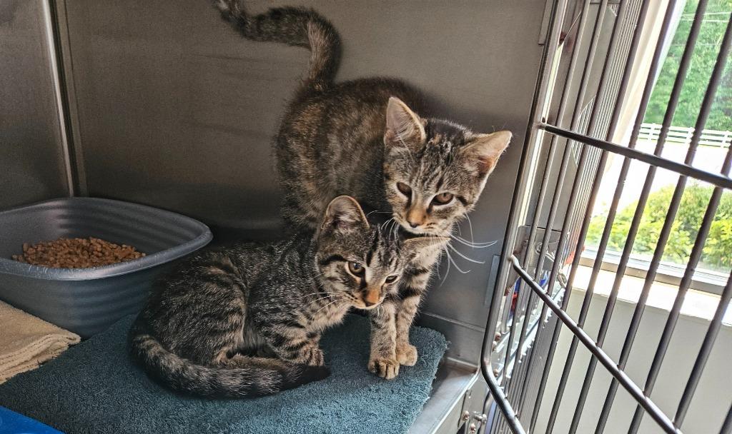 Wood Kitten 5(Cedar), Adoptable, Kitten Female Domestic Short Hair.