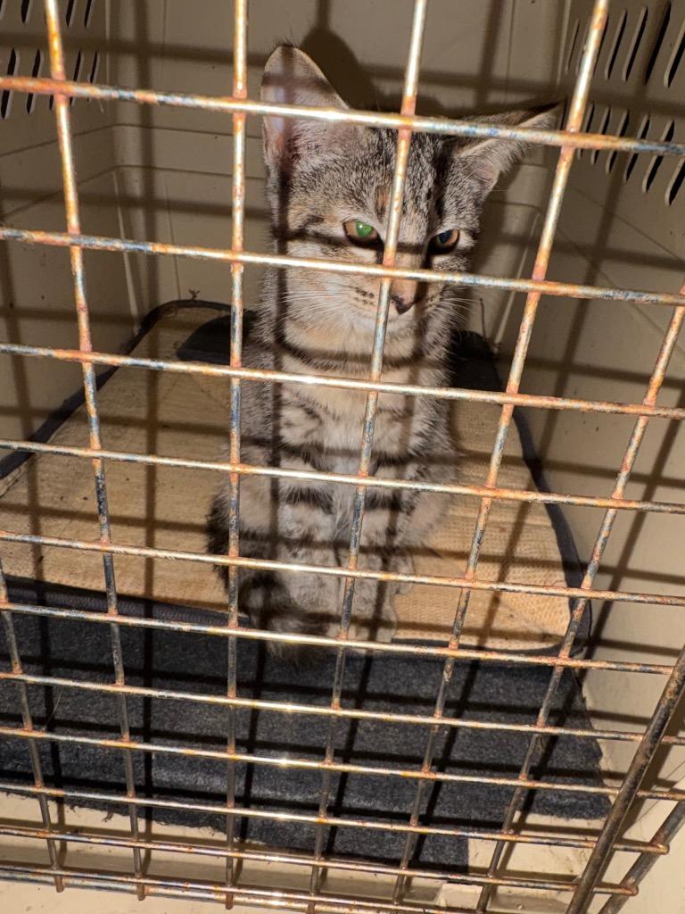 Enlarge Wood Kitten 5(Cedar), a Adoptable mixed breed in Mocksville, NC image 2/2