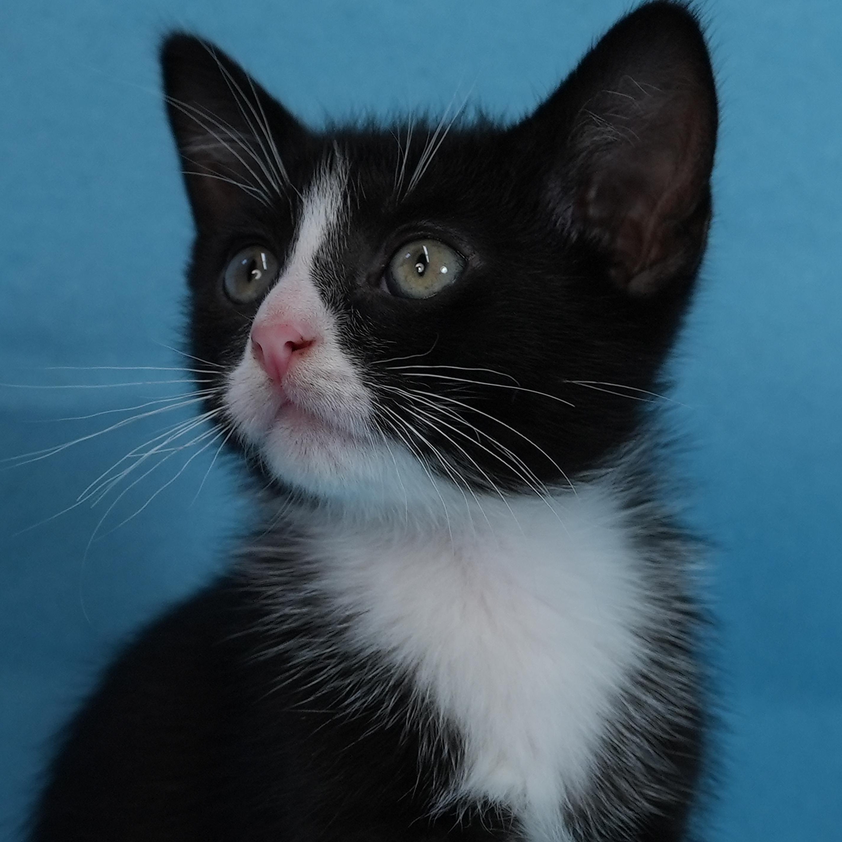 Enlarge Echo (& Egg), a Adoptable Domestic Short Hair in Minneapolis, MN image 1/5
