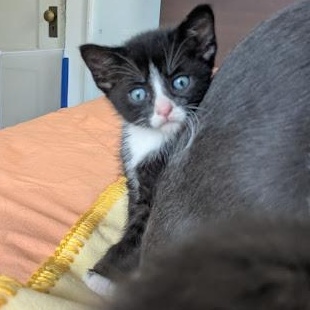 Enlarge Echo (& Egg), a Adoptable Domestic Short Hair in Minneapolis, MN image 3/5