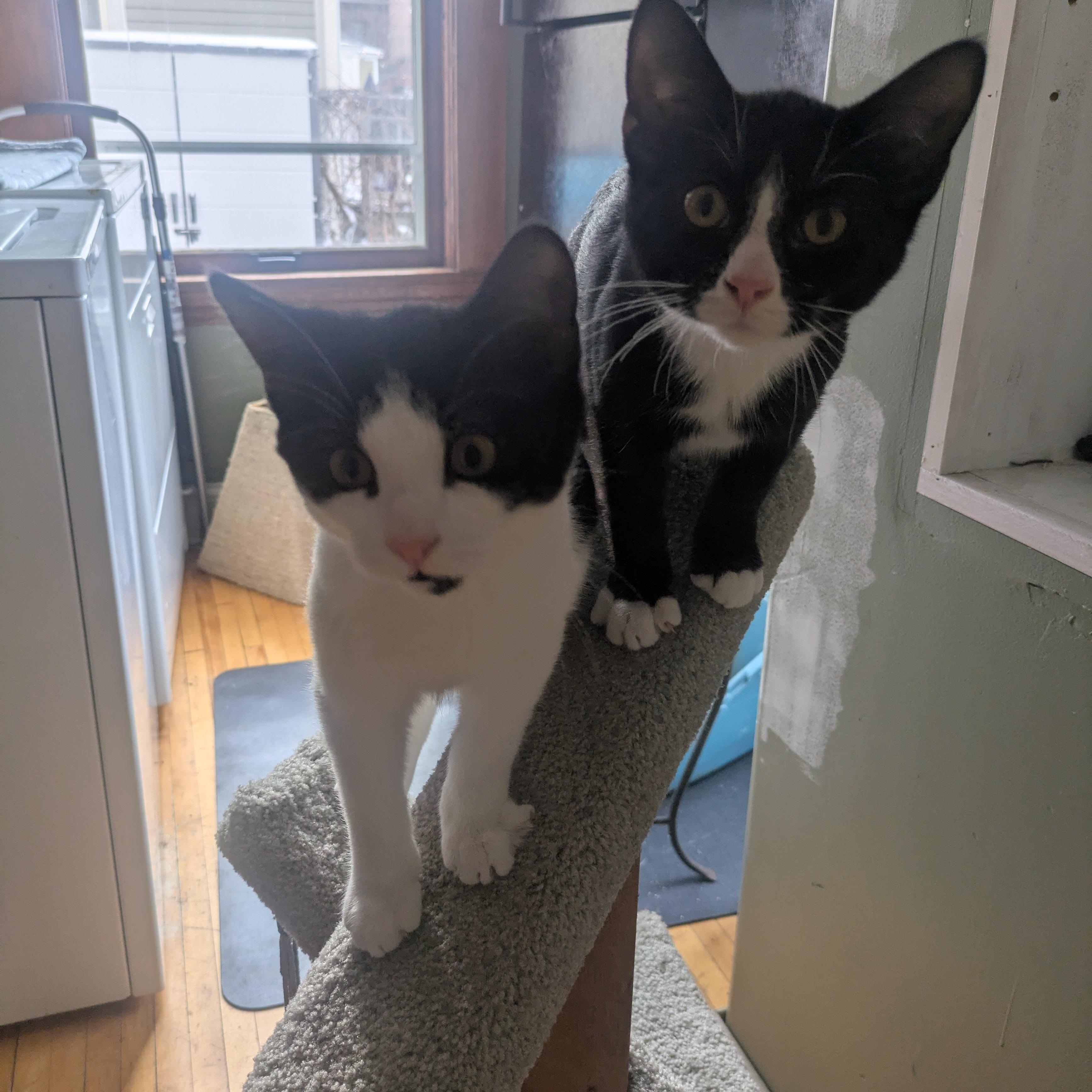 Enlarge Echo (& Egg), a Adoptable Domestic Short Hair in Minneapolis, MN image 2/5