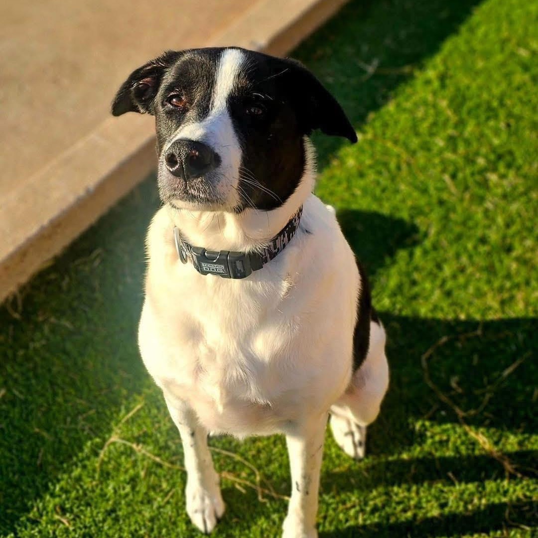 Baby Hall, Adult Male Border Collie