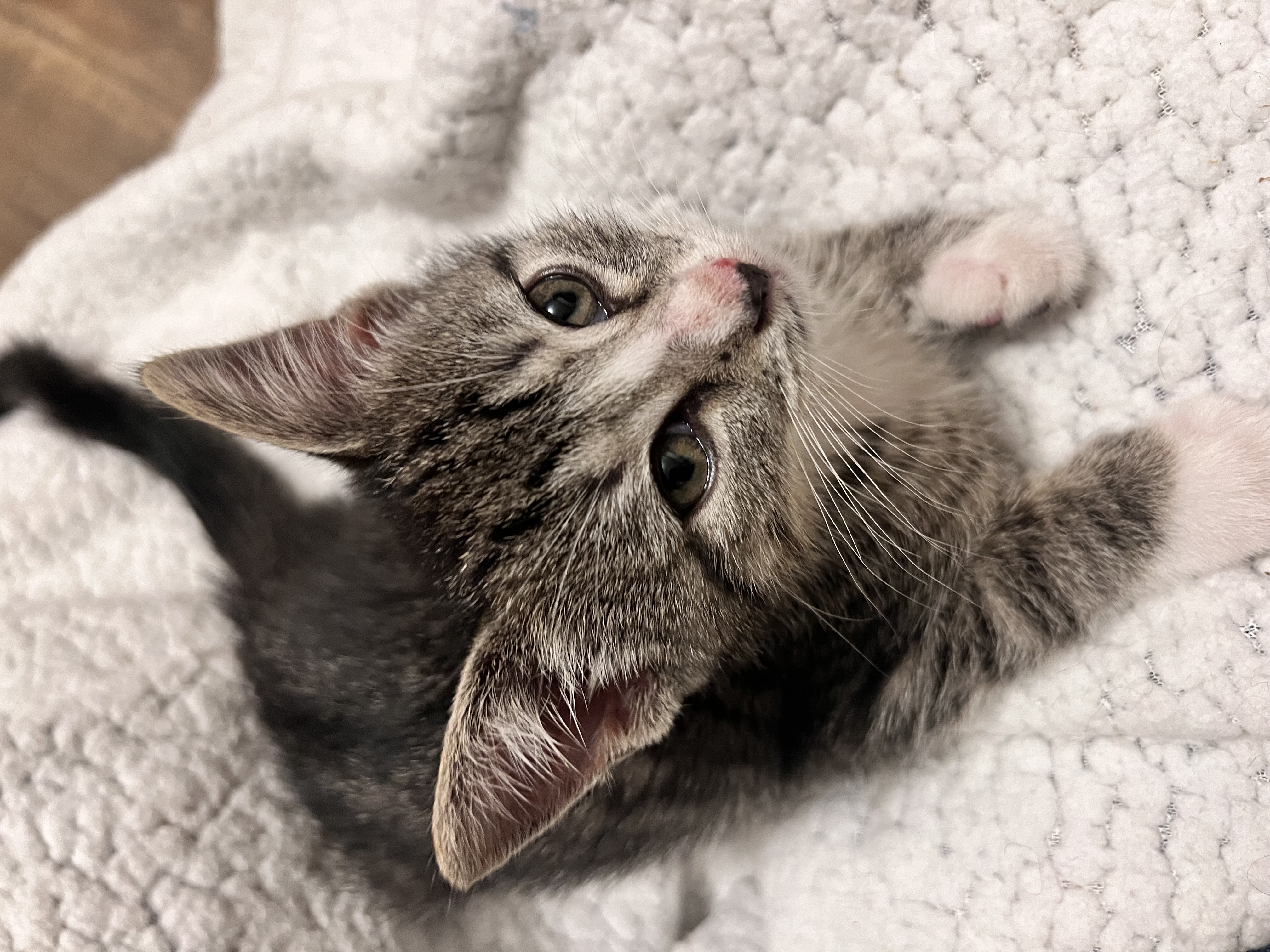 Horace, Adopted, Kitten Male Domestic Short Hair.