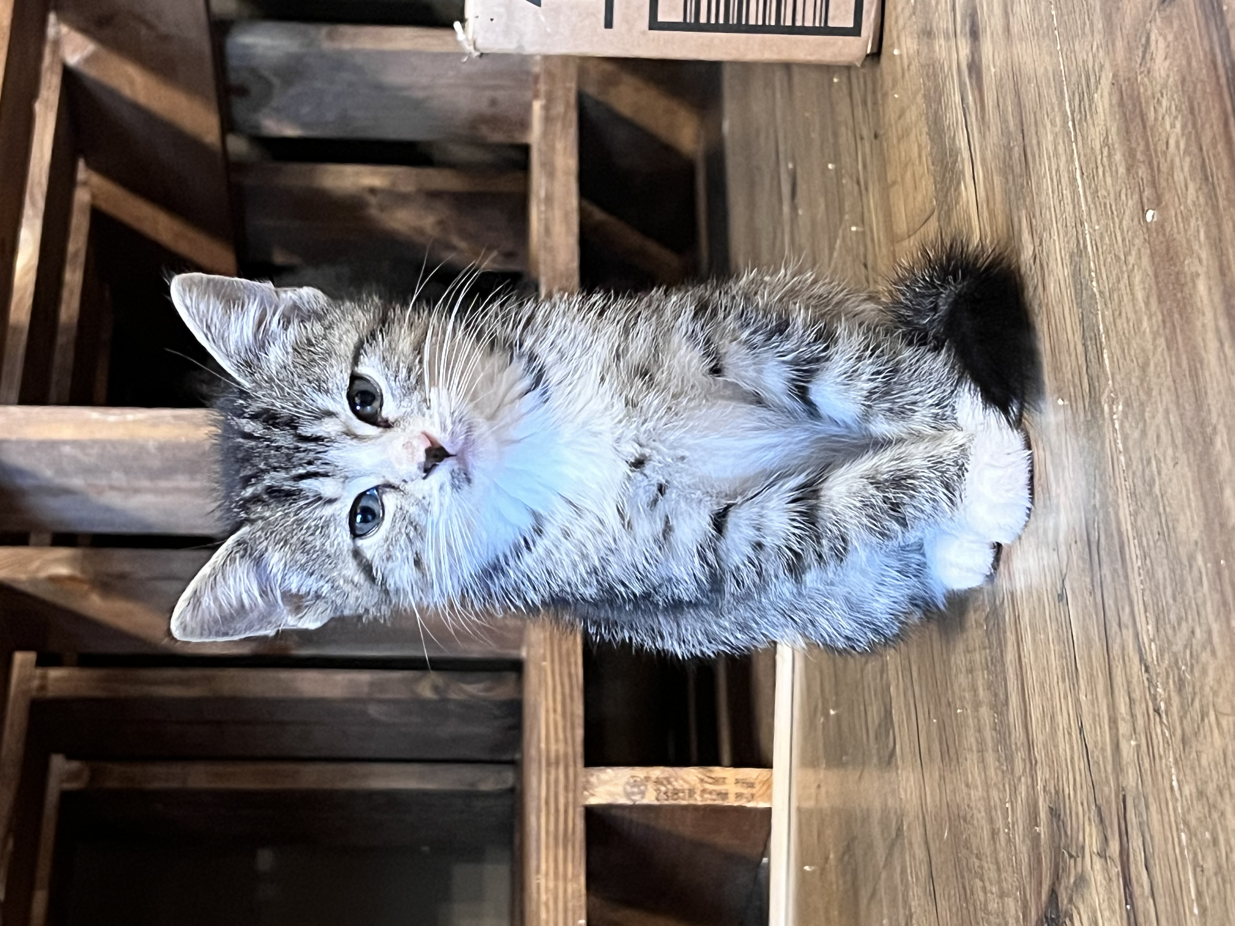 Horace, a Adopted Domestic Short Hair in Hartville, OH image 2/4