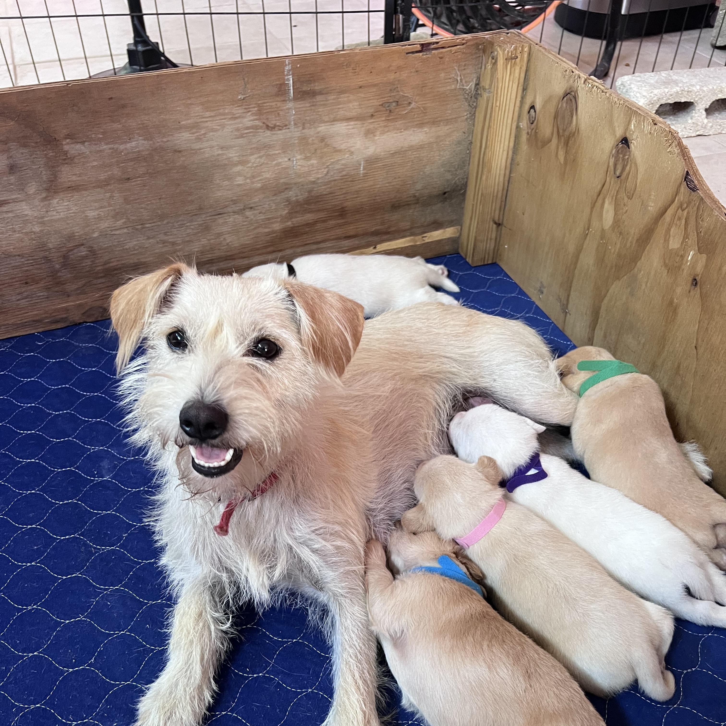 Renaldo (World Cup Puppy), an adopted mixed breed in Milwaukie, OR image 2/5