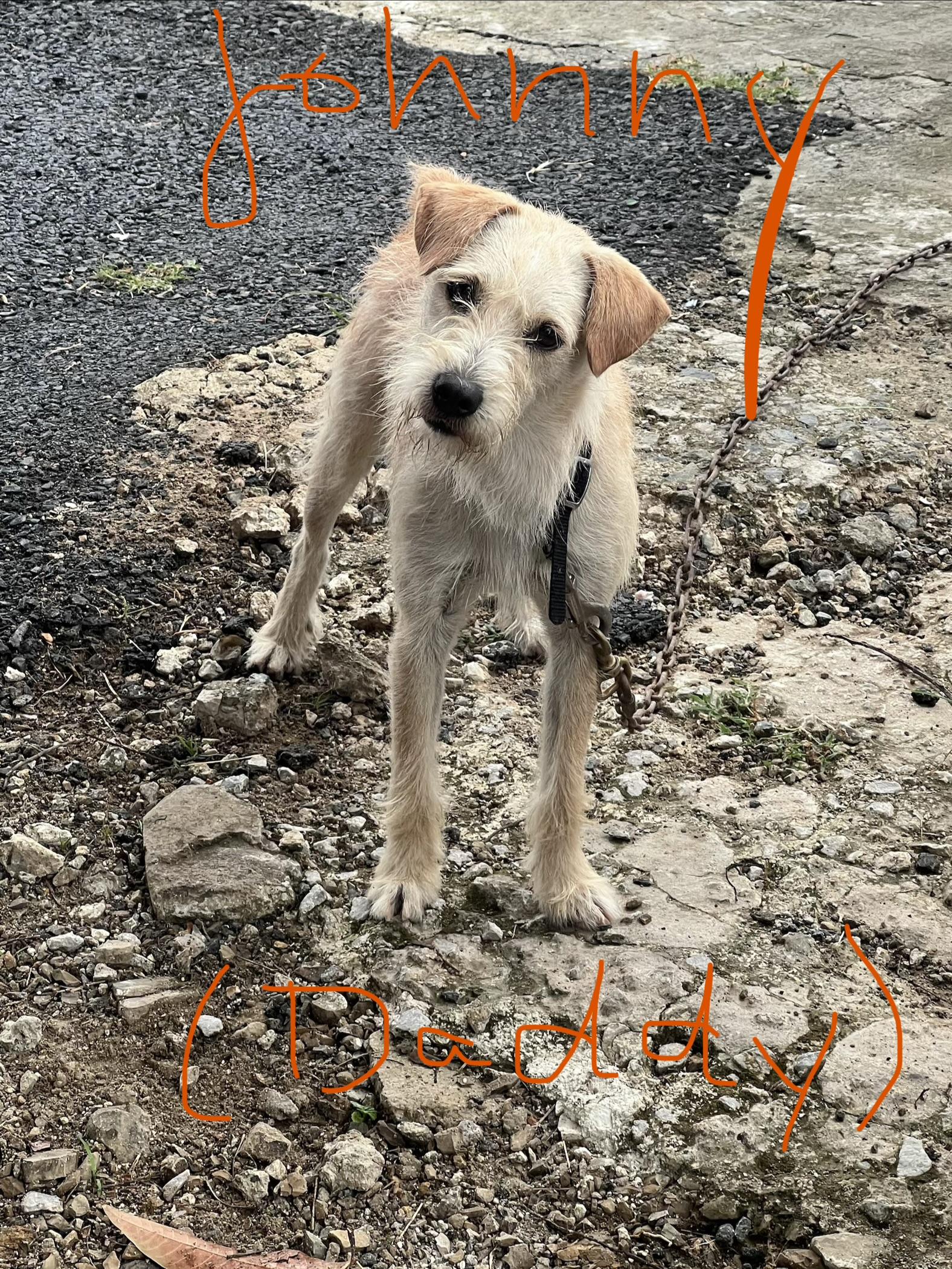 Renaldo (World Cup Puppy), an adopted mixed breed in Milwaukie, OR image 4/5