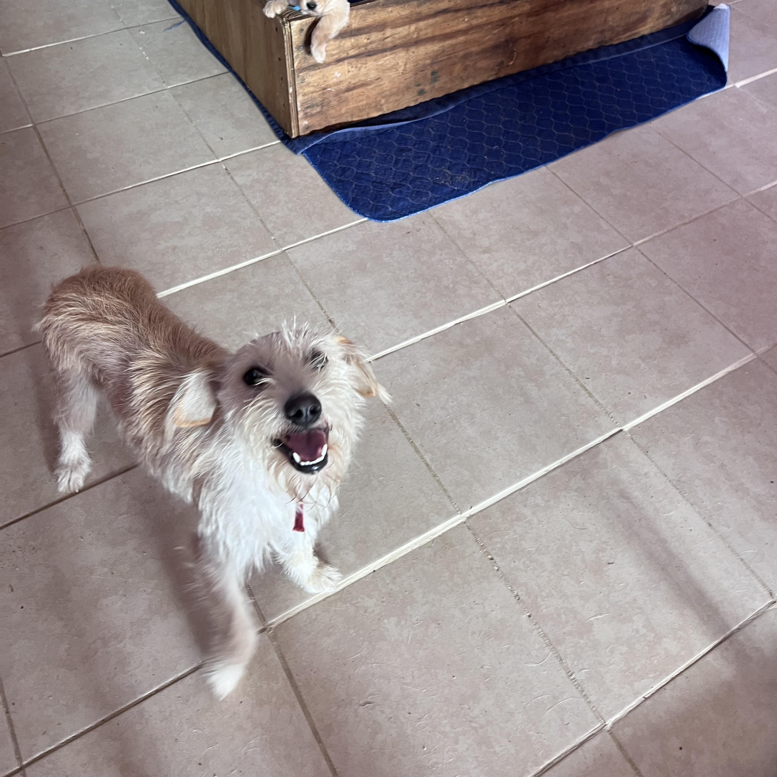 Renaldo (World Cup Puppy), an adopted mixed breed in Milwaukie, OR image 3/5