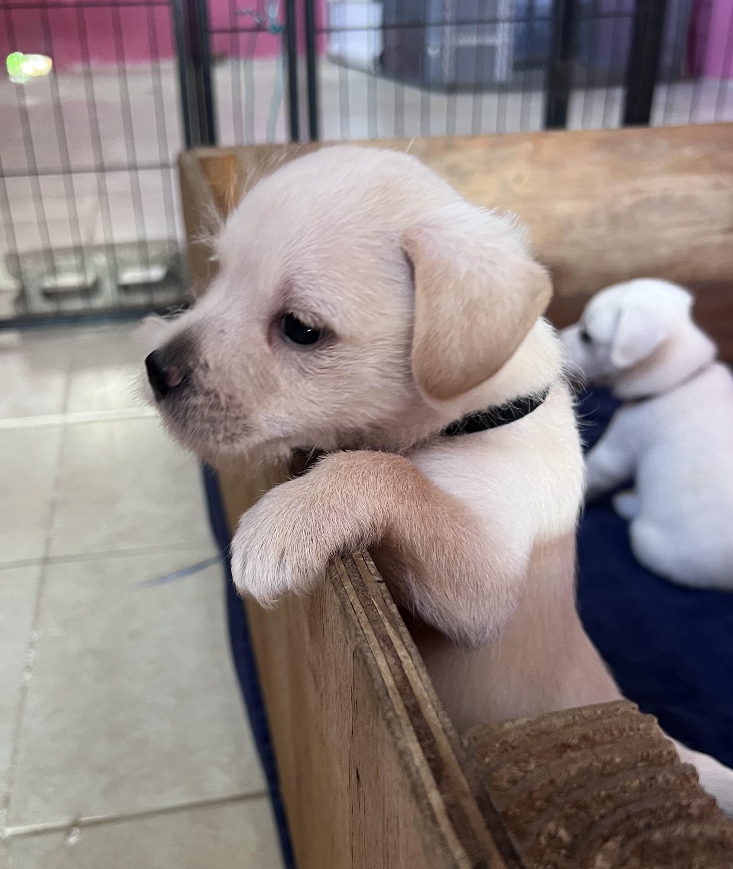 Renaldo (World Cup Puppy), an adopted mixed breed in Milwaukie, OR image 1/5