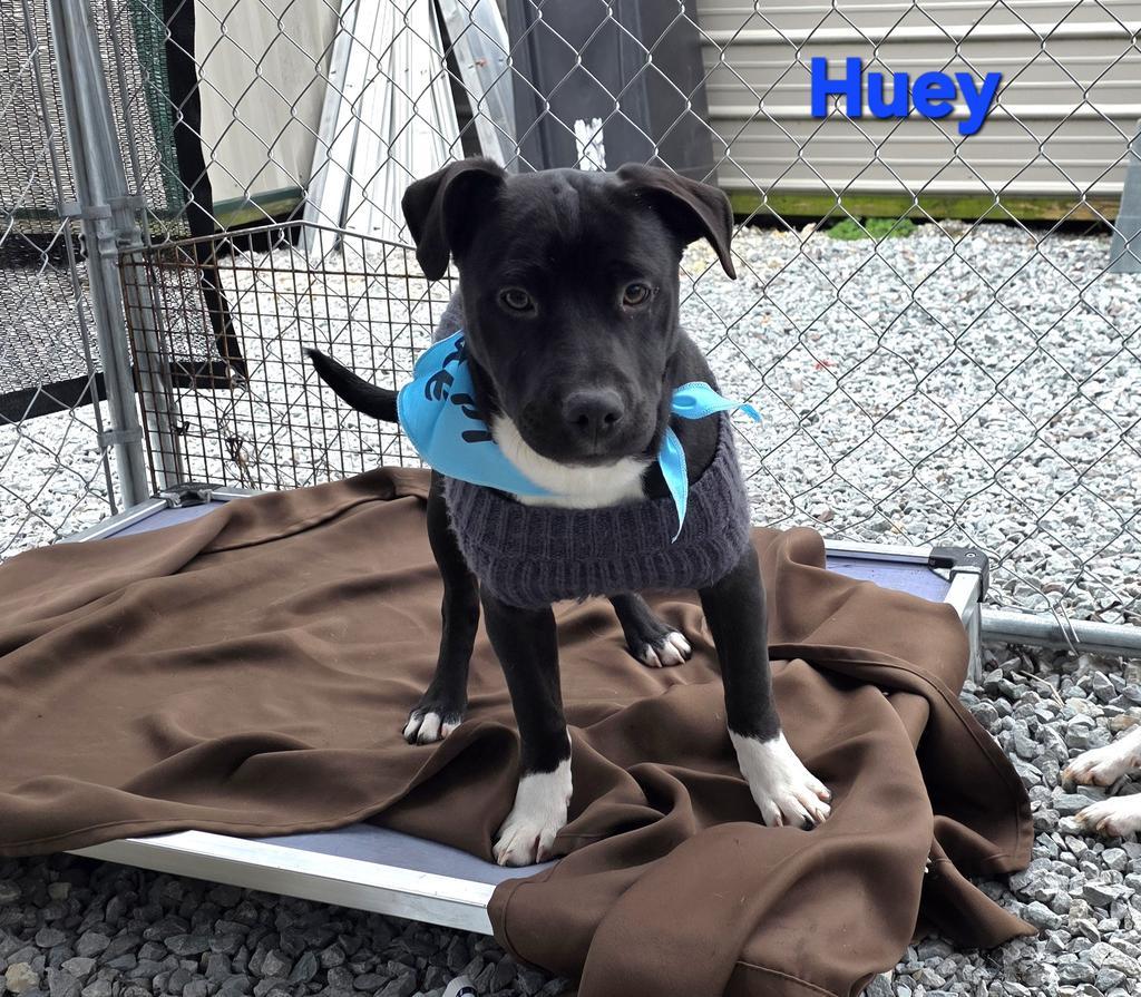 Enlarge Huey, a Adoptable Terrier in Camden, TN image 1/1