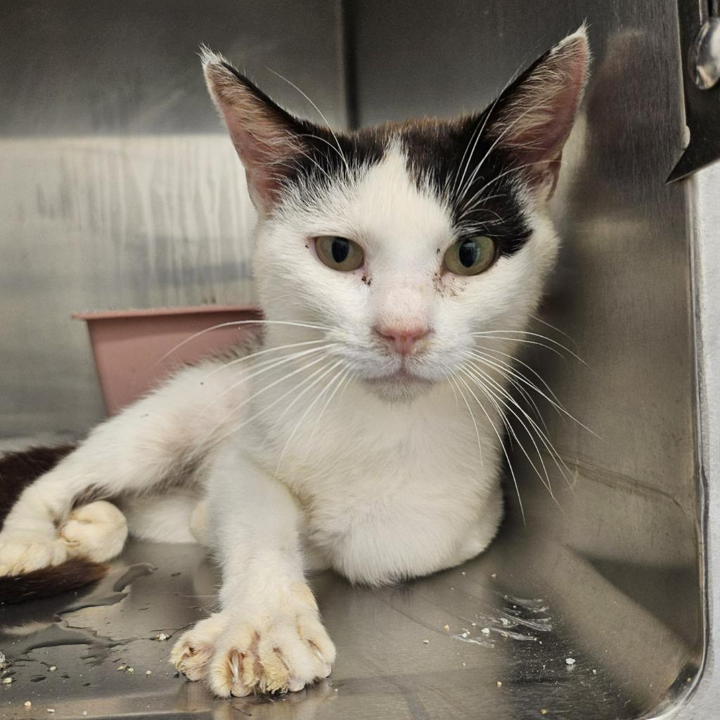 Theo, Adoptable, Adult Male Domestic Short Hair.