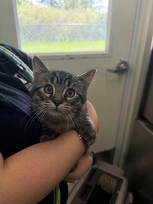 Bass, Adoptable, Kitten Male Domestic Short Hair.