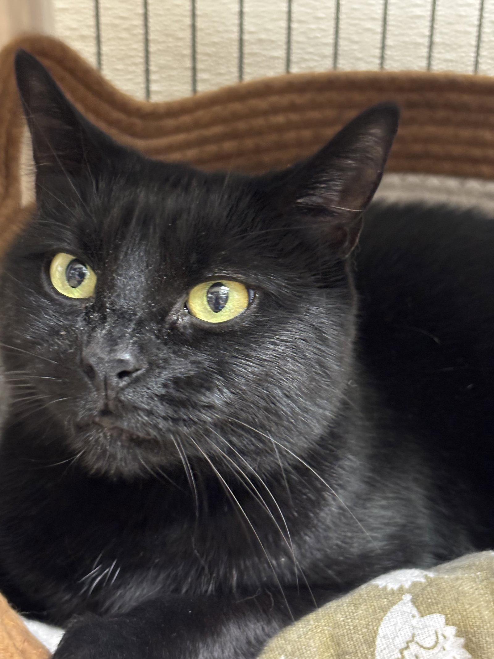 Minnie, Adoptable, Adult Female Domestic Short Hair.