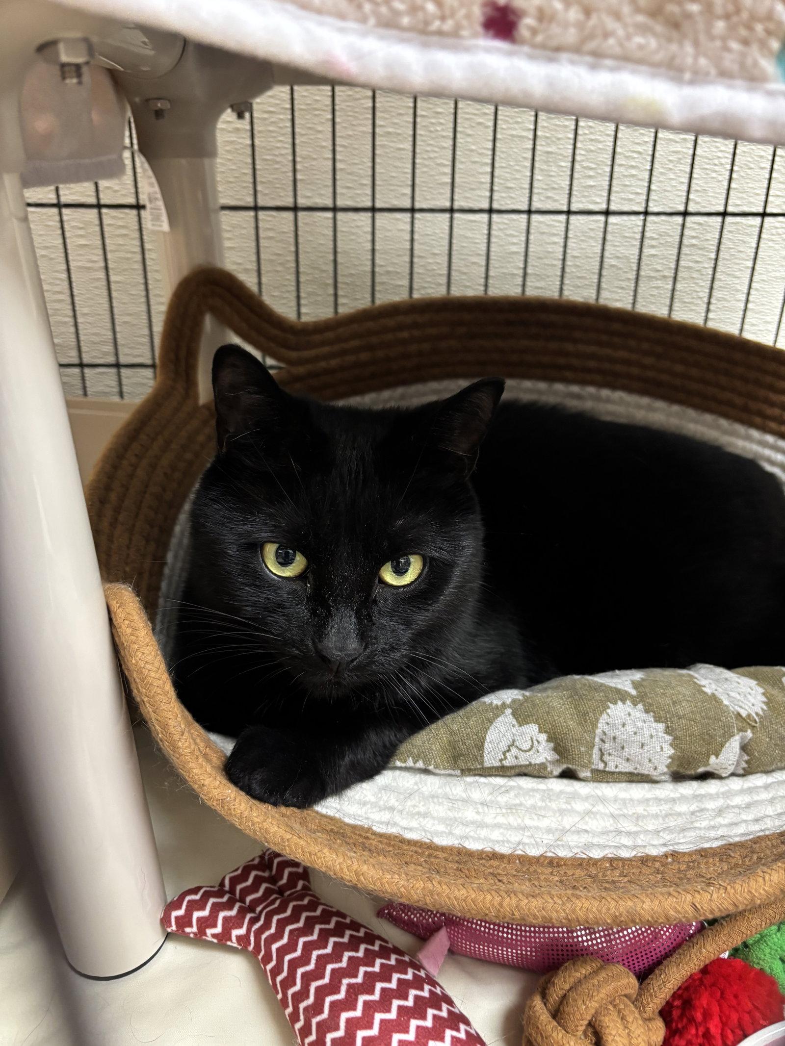 Enlarge Minnie, a Adoptable Domestic Short Hair in Brick, NJ image 2/2