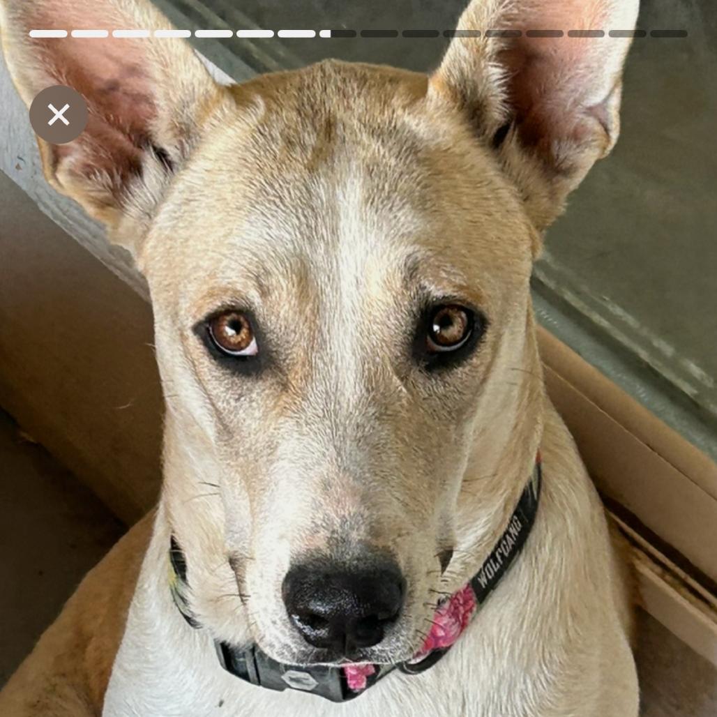 Enlarge Link, a Adoptable mixed breed in Cashmere, WA image 1/1
