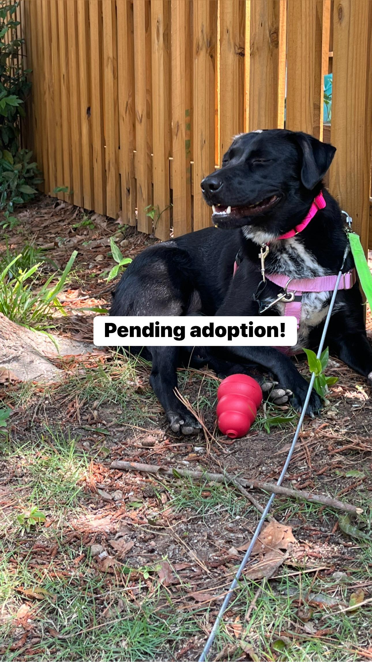 Enlarge Chloe, a Adopted mixed breed in Apex, NC image 1/1