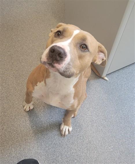 VALKYRIE, Adoptable, Young Female Pit Bull Terrier.