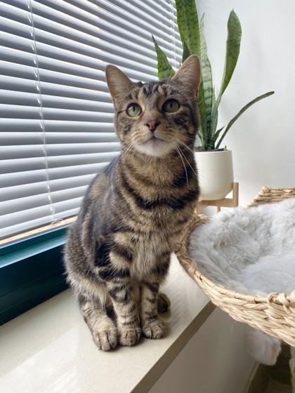 Trippie, Adoptable, Adult Female Domestic Short Hair & Domestic Short Hair.