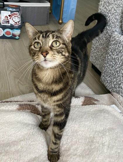 Trippie, a Adoptable Domestic Short Hair in Maumee, OH image 2/3