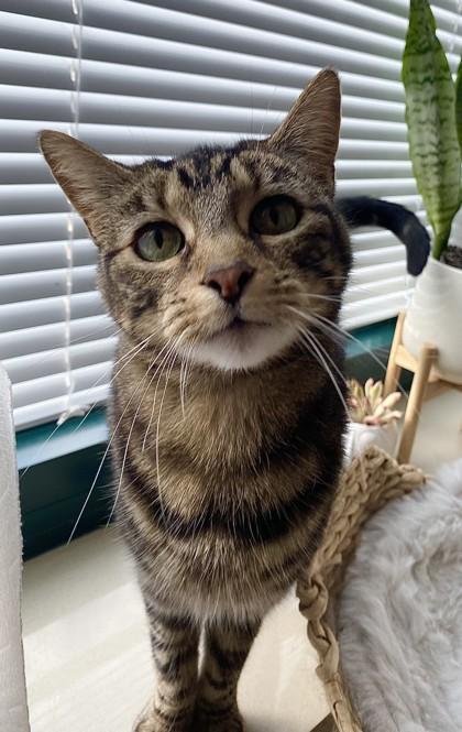 Trippie, a Adoptable Domestic Short Hair in Maumee, OH image 3/3