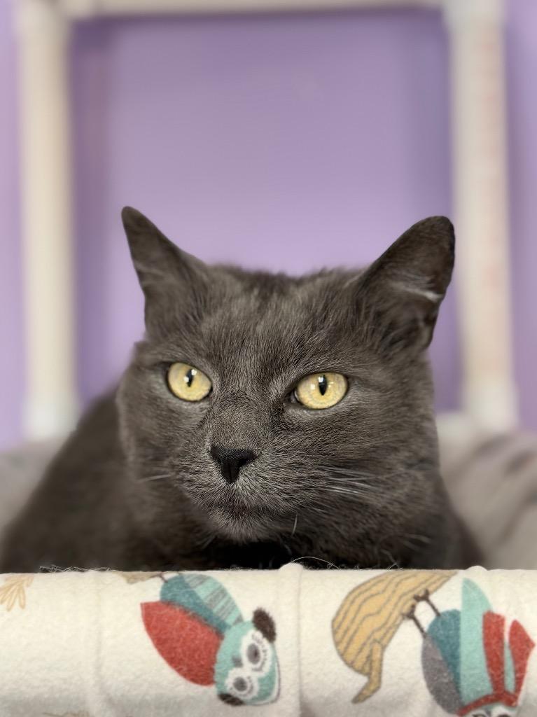 Enlarge Jessie, a Adoptable mixed breed in Peru, NY image 1/5