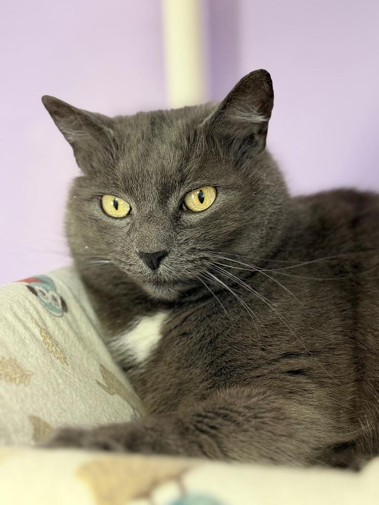 Enlarge Jessie, a Adoptable mixed breed in Peru, NY image 3/5