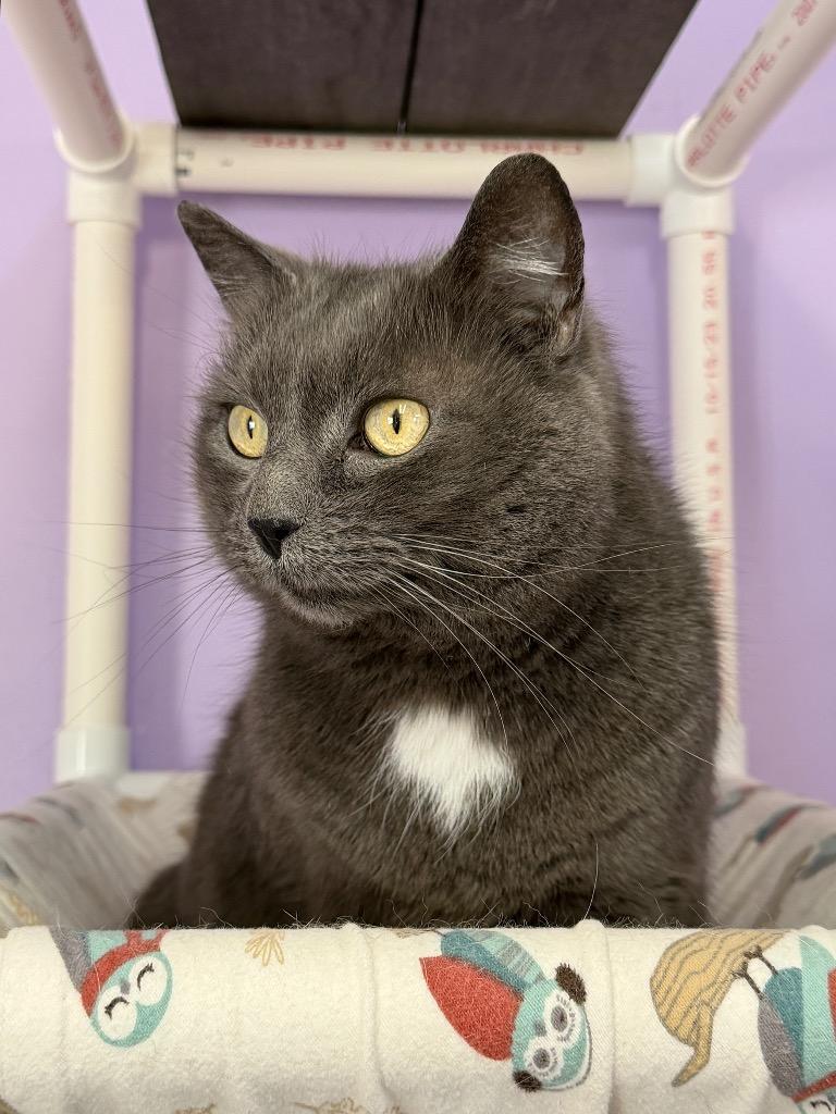 Enlarge Jessie, a Adoptable mixed breed in Peru, NY image 4/5