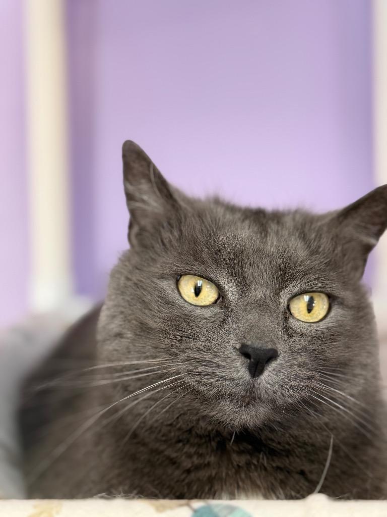 Enlarge Jessie, a Adoptable mixed breed in Peru, NY image 5/5